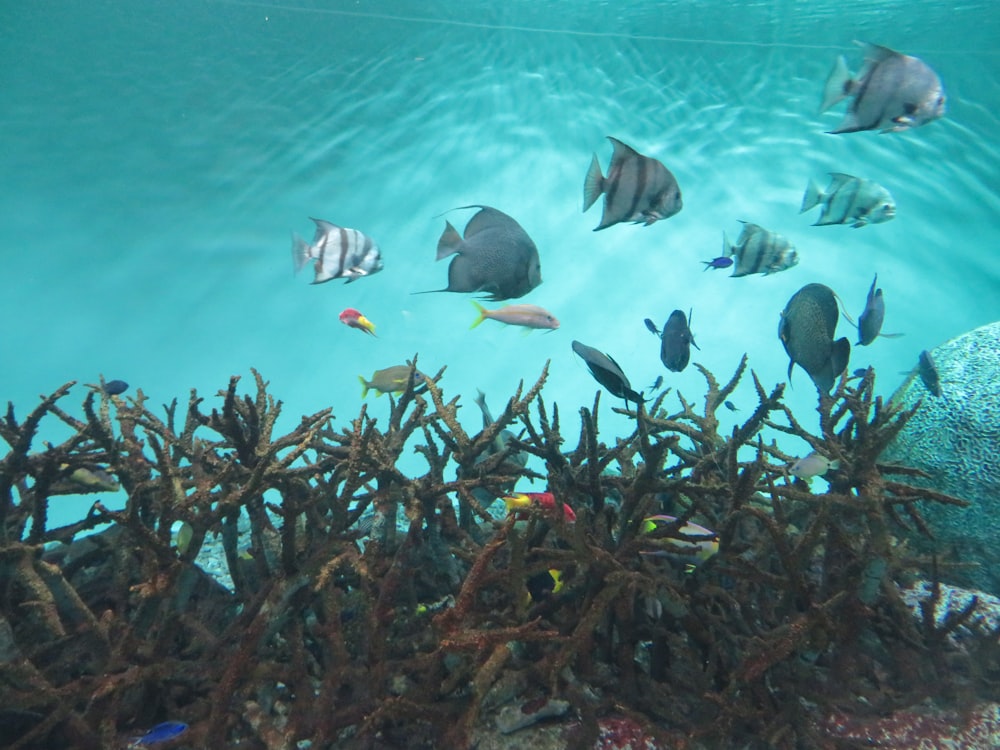 a group of fish swimming around a coral reef