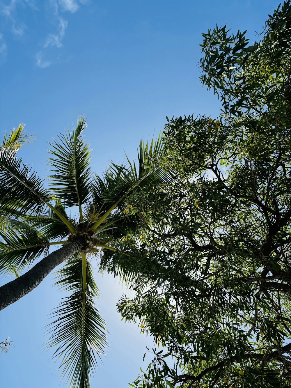 a palm tree with a blue sky in the background