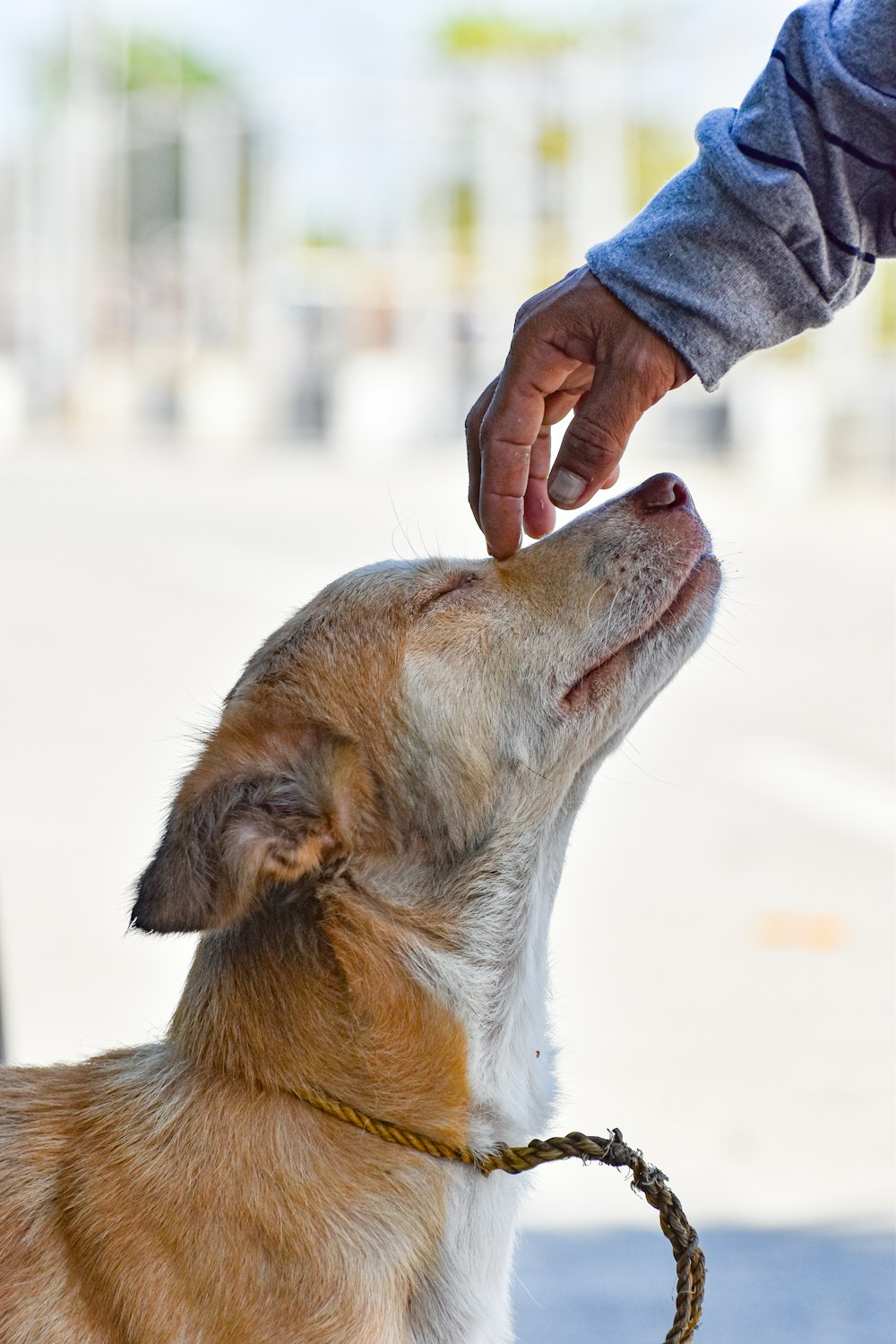 a person is petting a dog on the nose
