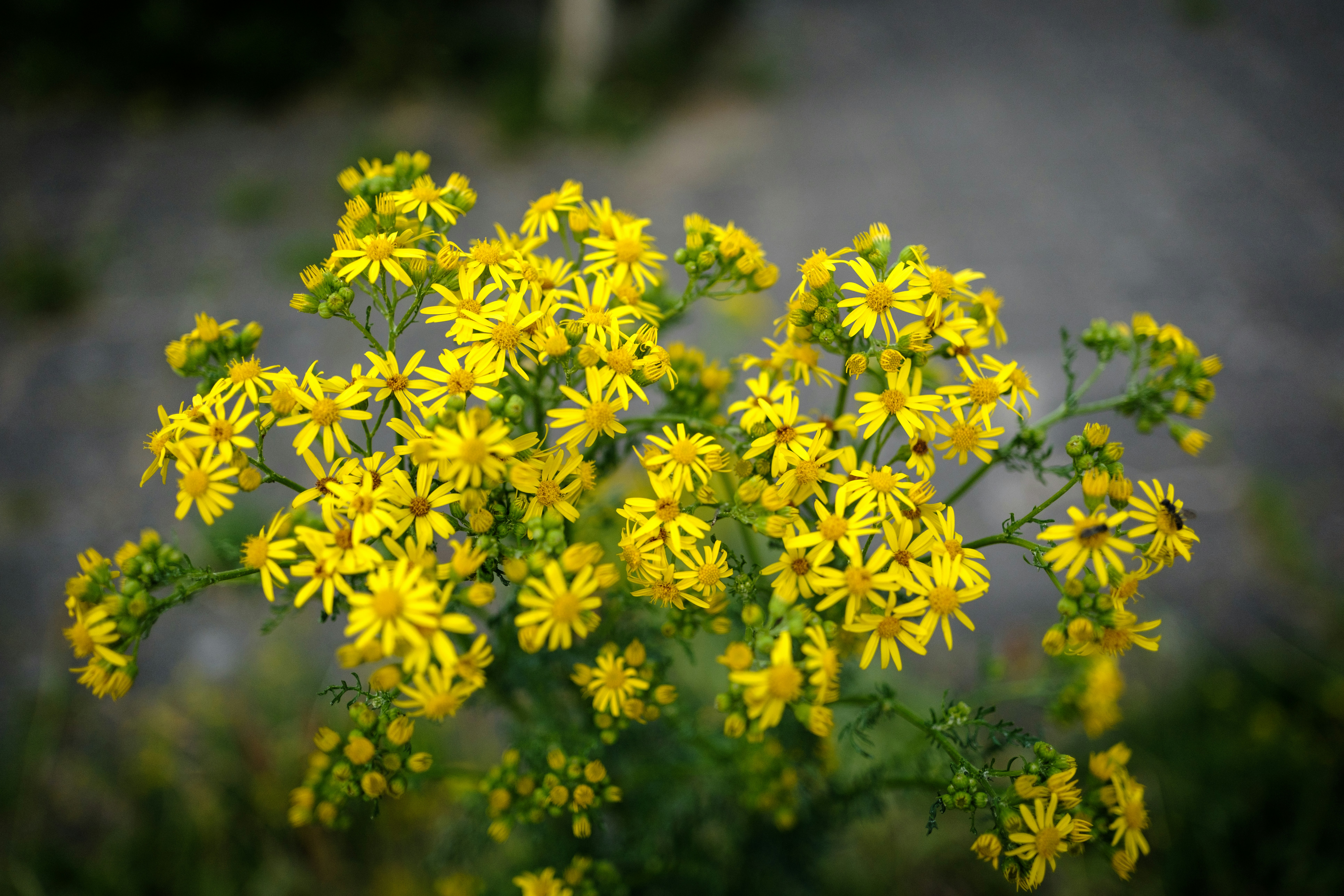 Photo by haberdoedas2