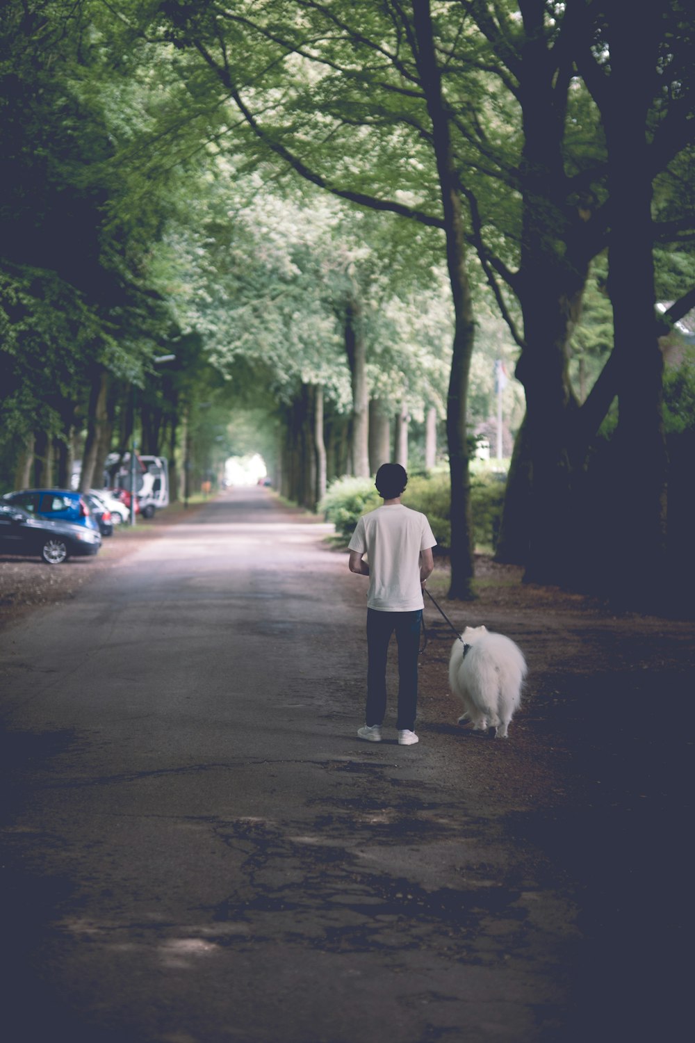 a man walking a dog down a tree lined street