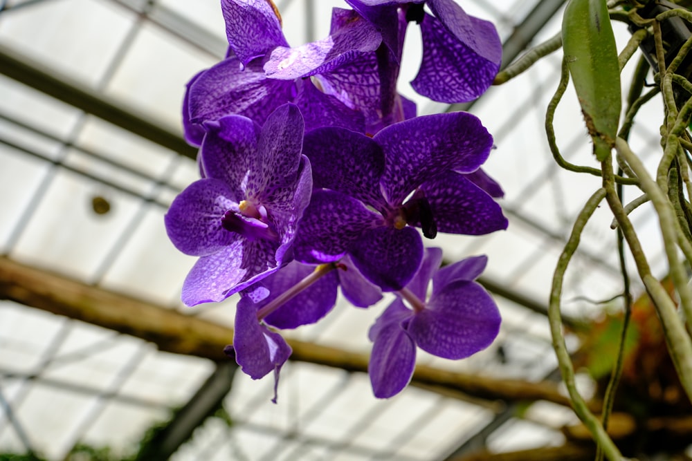 a close up of a purple flower in a greenhouse