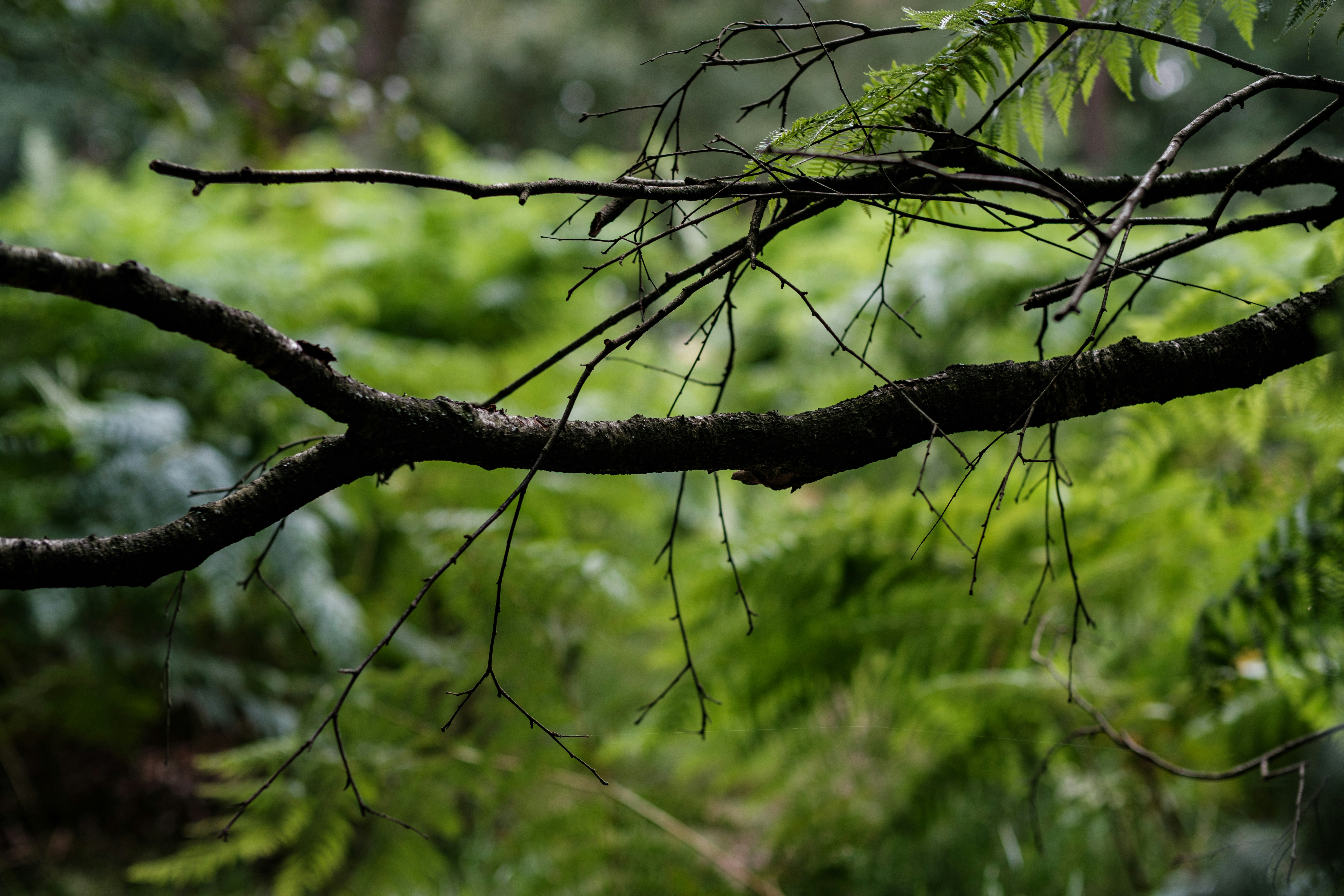 Photo by haberdoedas2