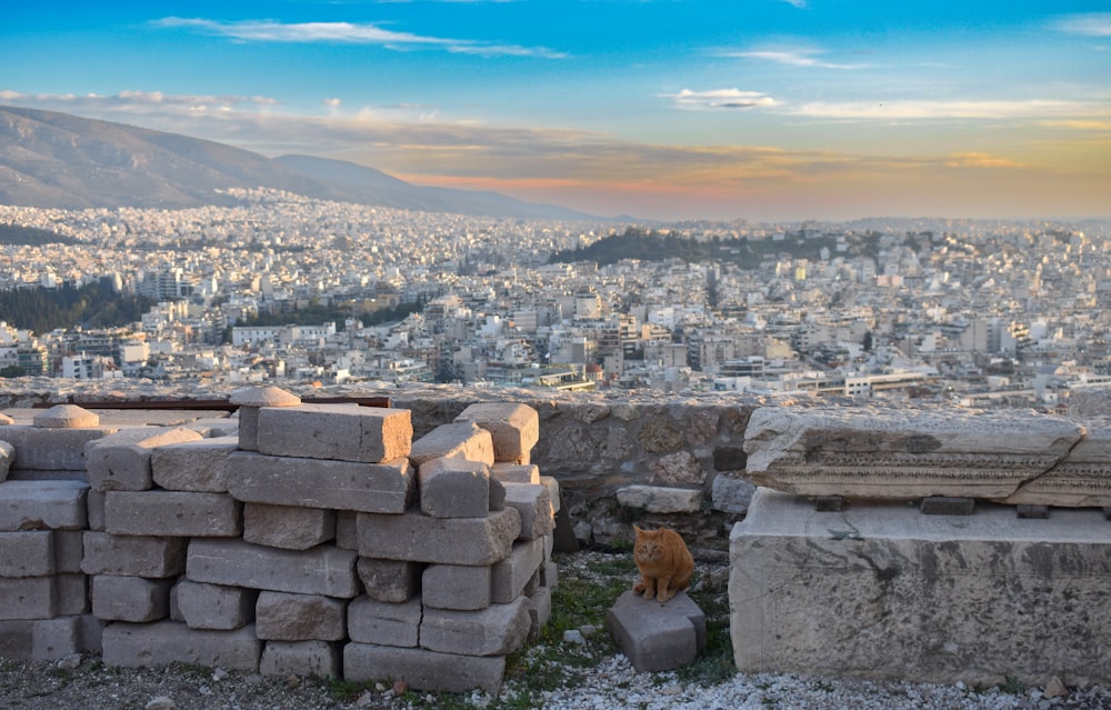 a cat sitting on a block of stone in front of a city