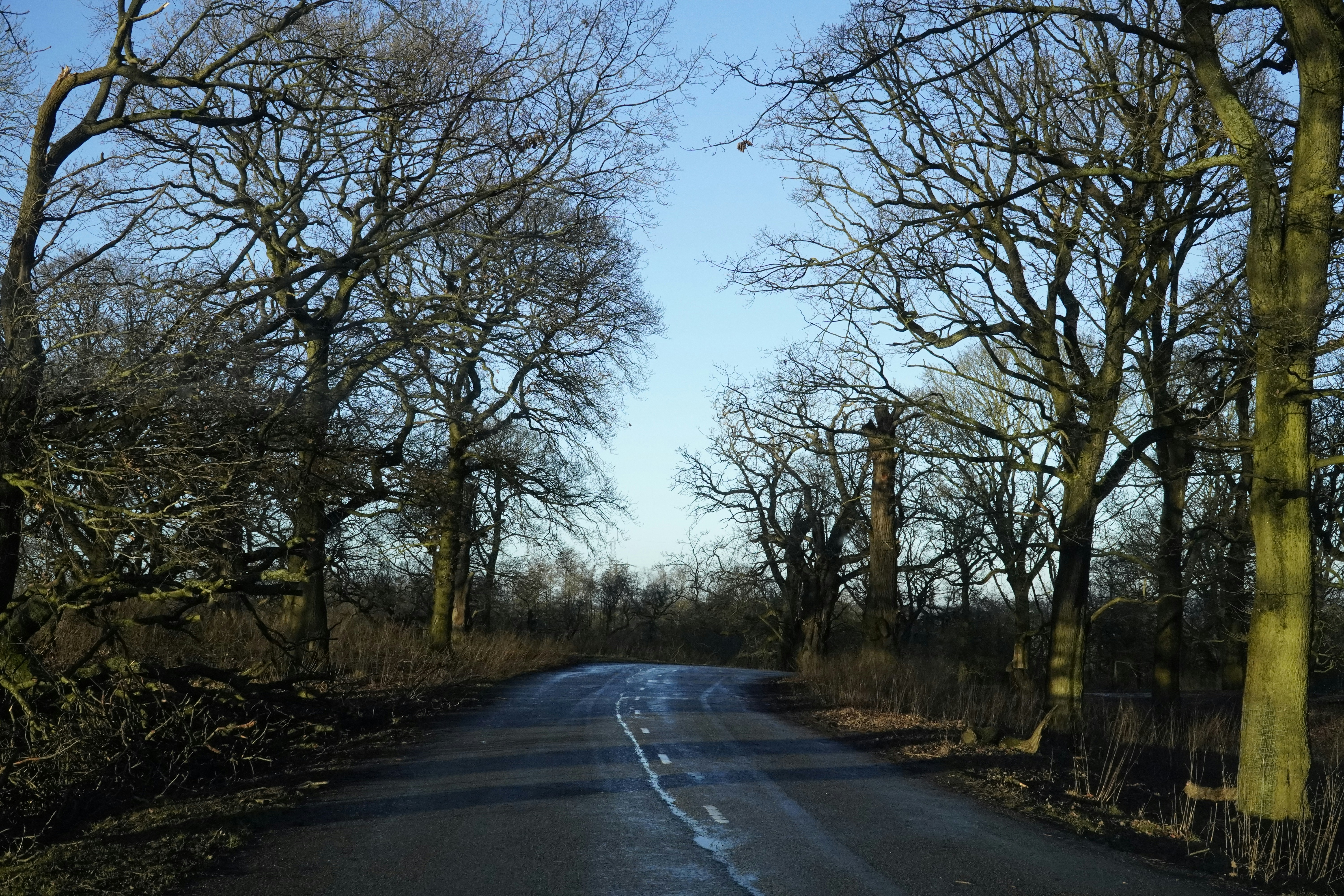 a road surrounded by trees with no leaves