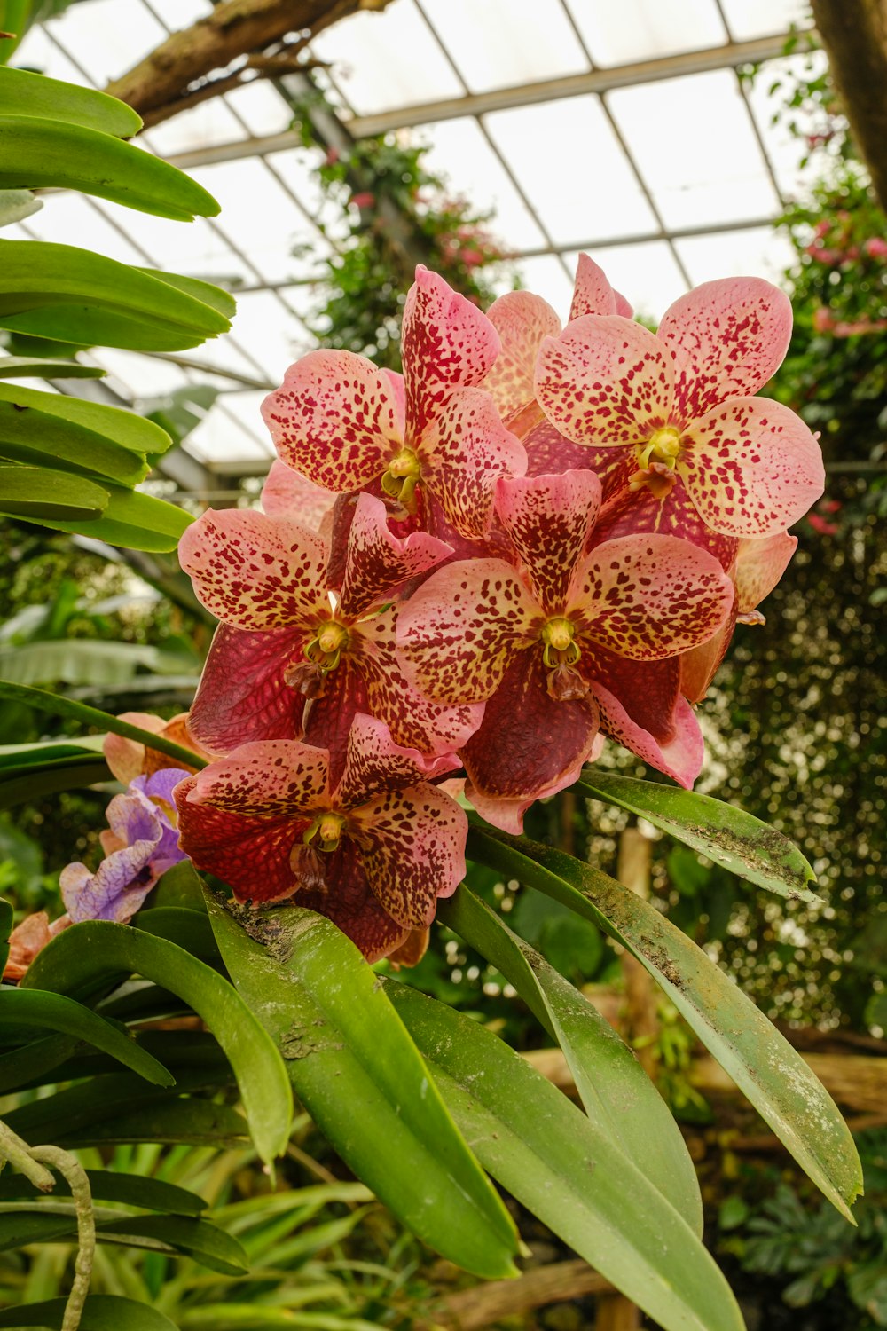 a close up of a flower in a greenhouse