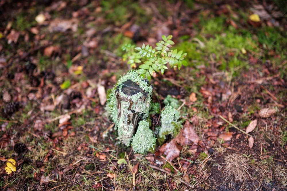 a green plant growing out of the ground