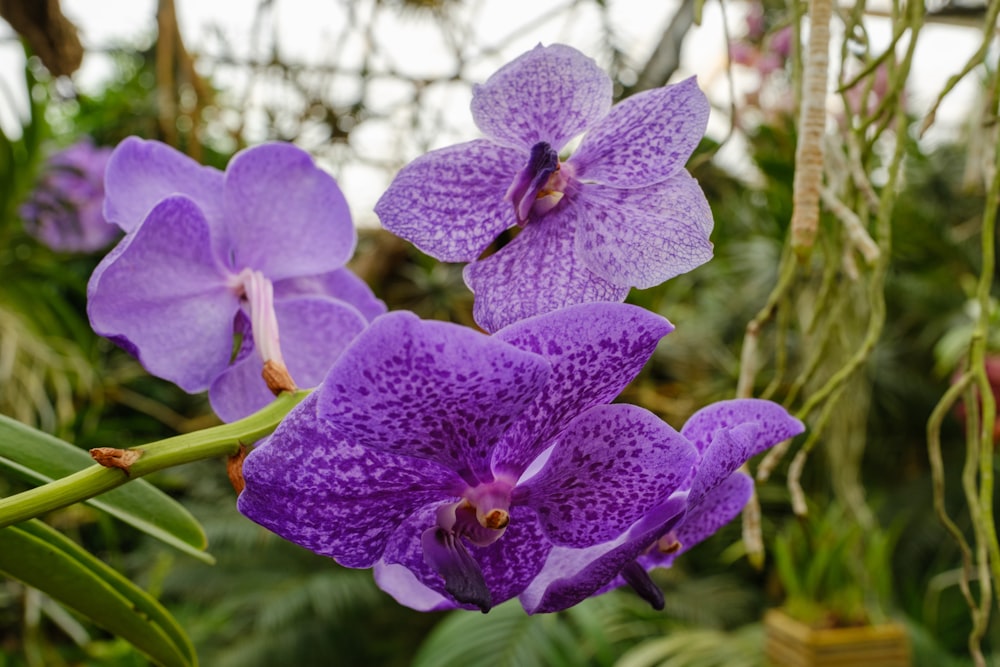 a close up of purple flowers in a garden