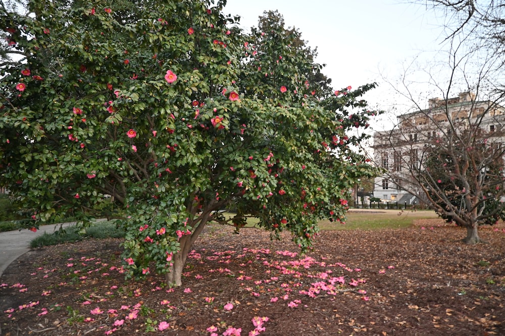 a tree with pink flowers in a park