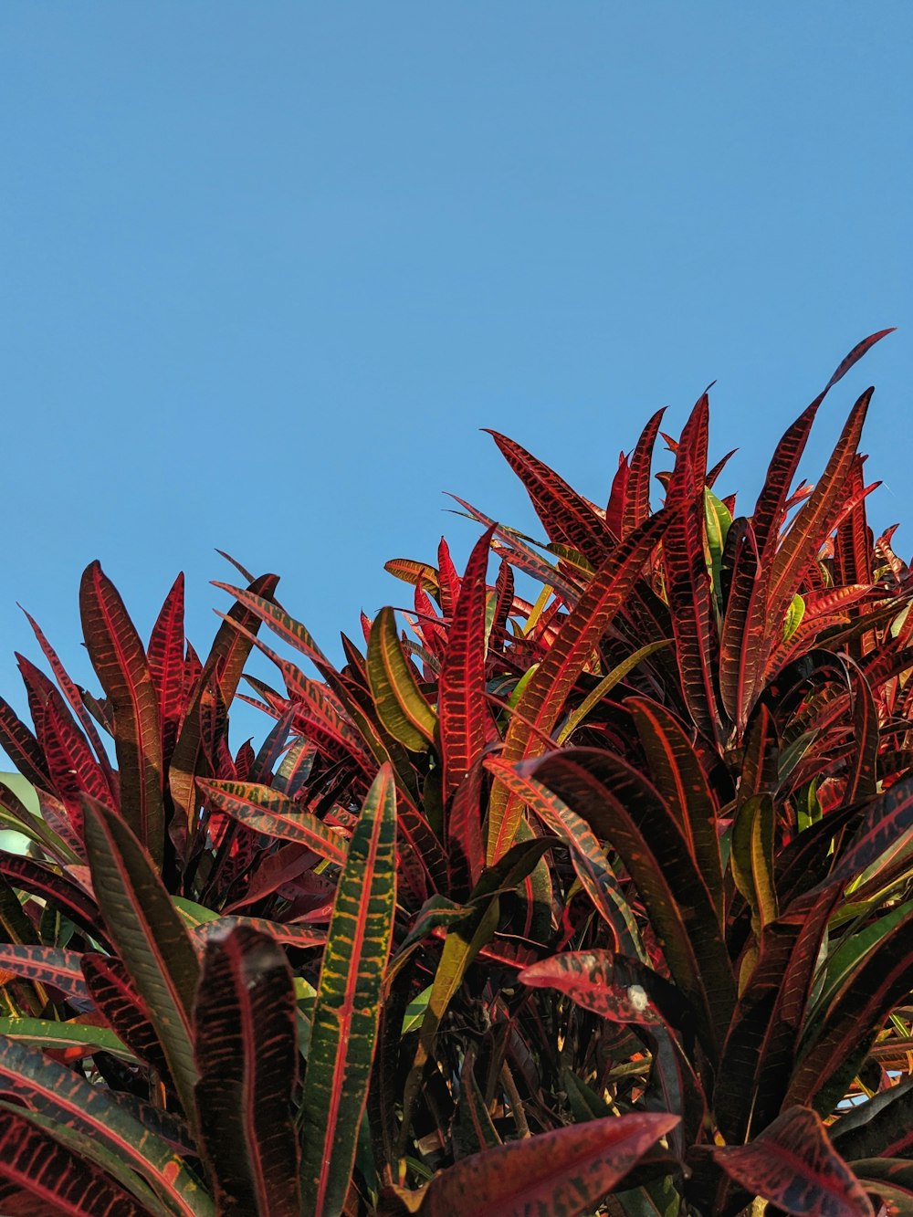 a bird is perched on top of a tree