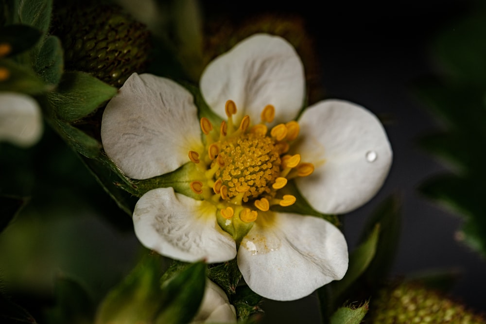 a white flower with yellow center surrounded by green leaves