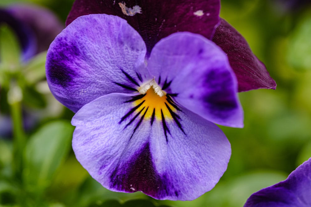 a close up of a purple flower with a yellow center