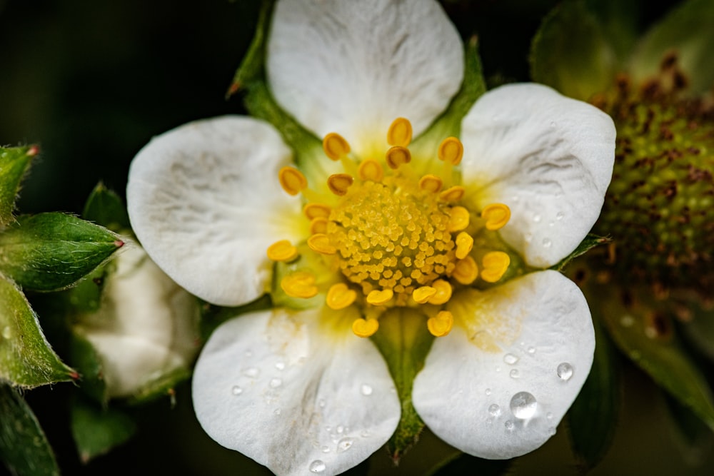a close up of a white flower with drops of water on it