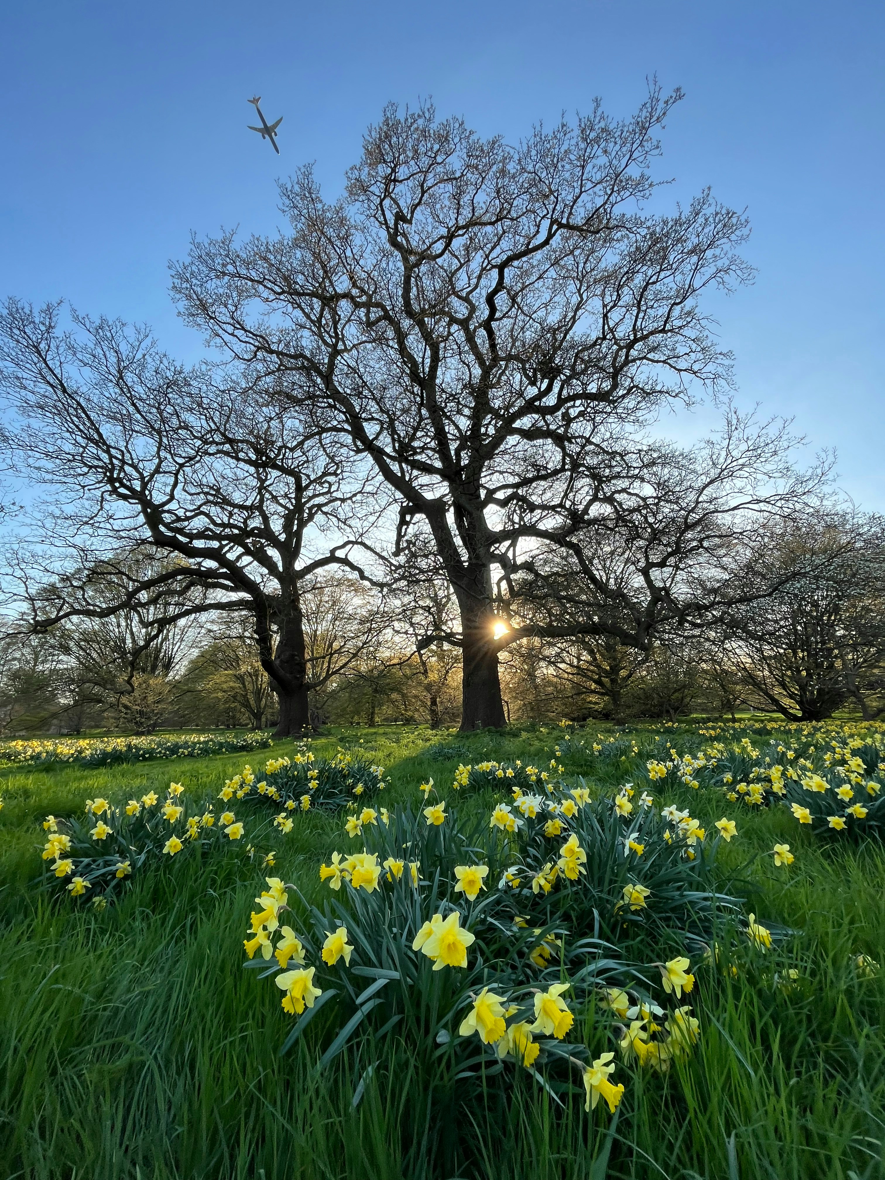 un champ plein de fleurs jaunes avec des arbres en arrière-plan