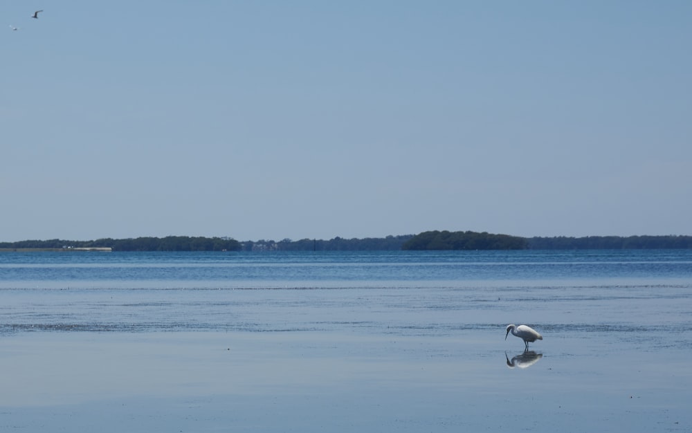 a bird standing in the middle of a large body of water