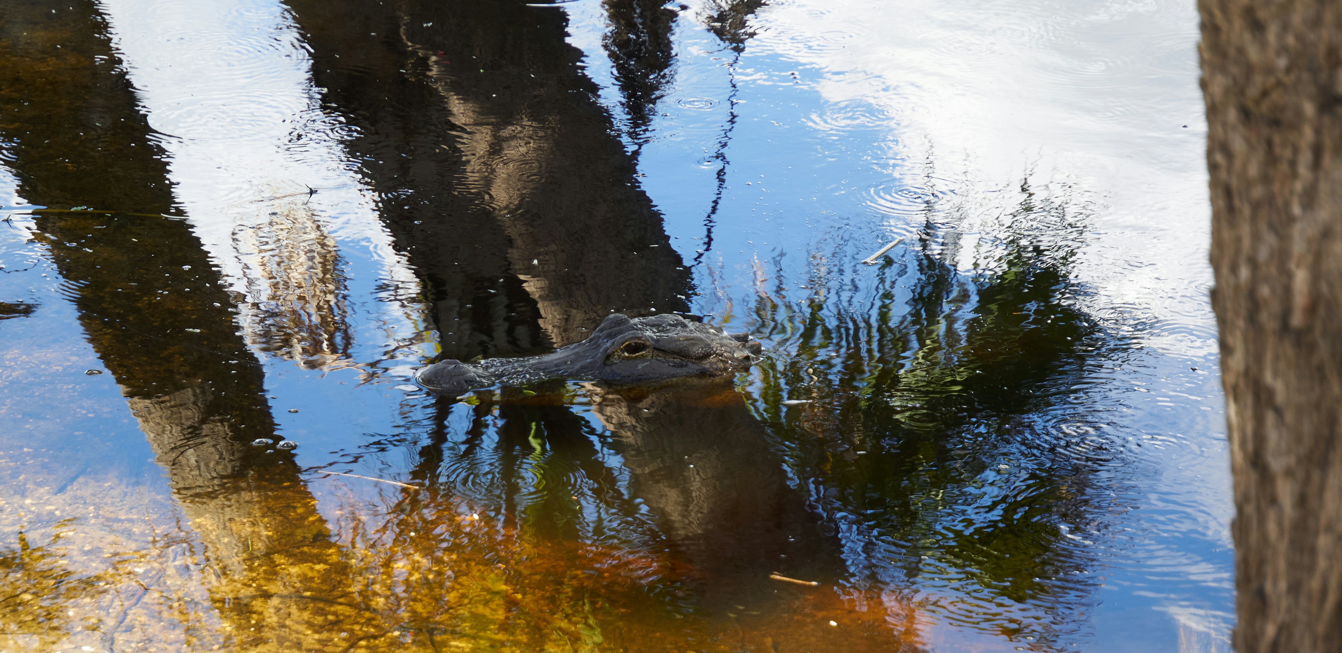 Photo by codingkoala