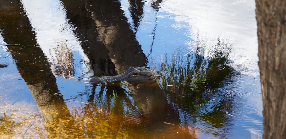 a large alligator is in the water next to some trees