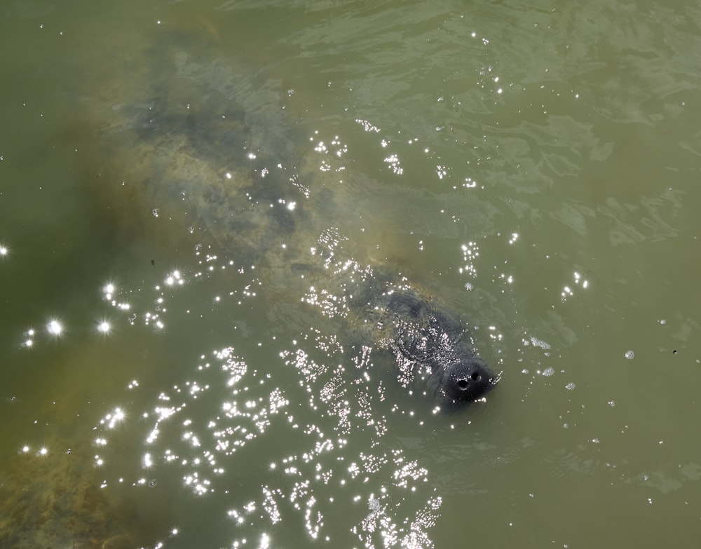 a large animal swimming in a body of water