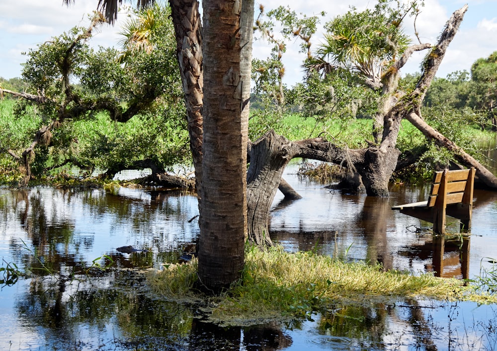 a wooden bench sitting in the middle of a swamp