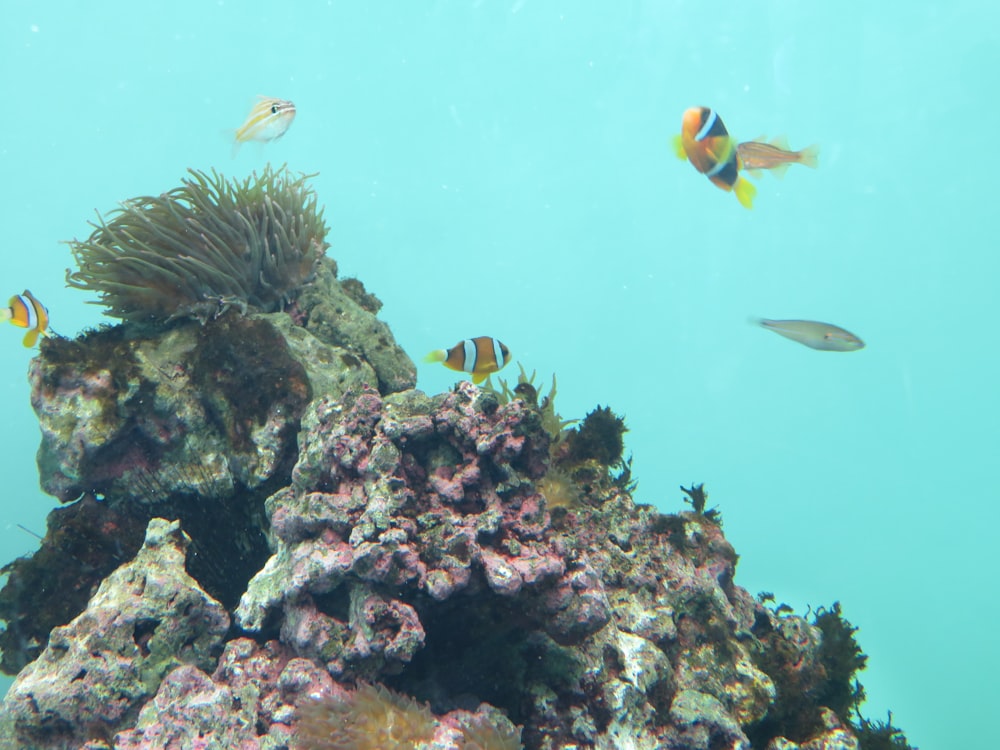 珊瑚礁の周りを泳ぐ魚の群れ