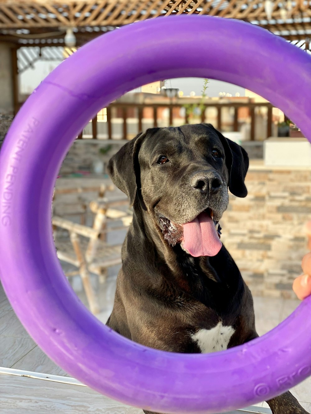 a large black dog with its tongue hanging out of a purple ring