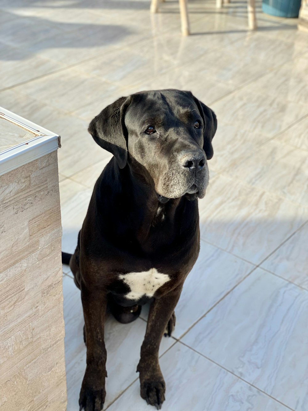 a large black dog sitting on top of a tile floor