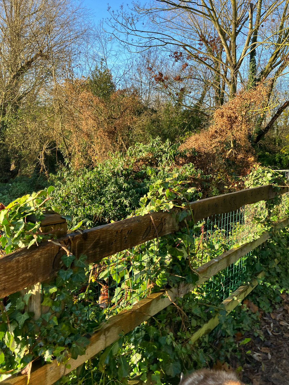 a wooden fence surrounded by lots of green plants