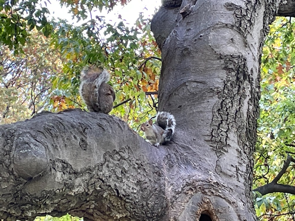 a couple of squirrels sitting on top of a tree