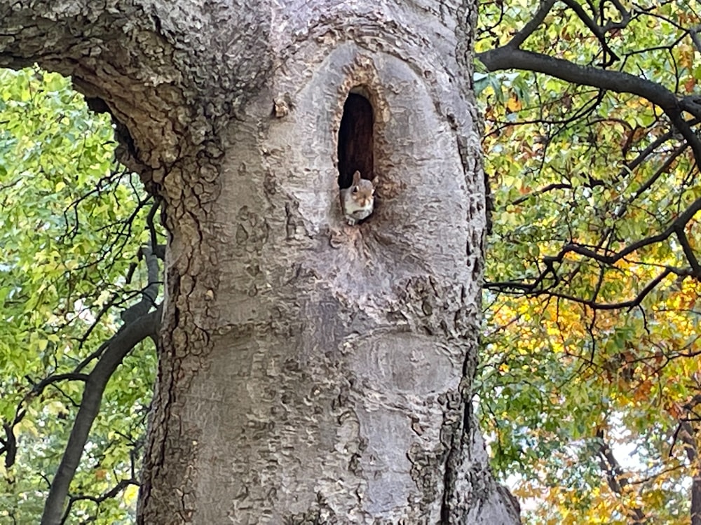 un árbol con un agujero en el medio