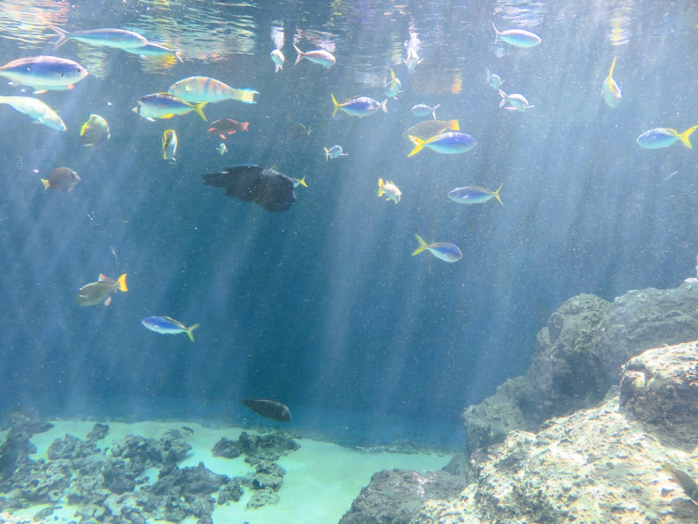 a large aquarium filled with lots of fish