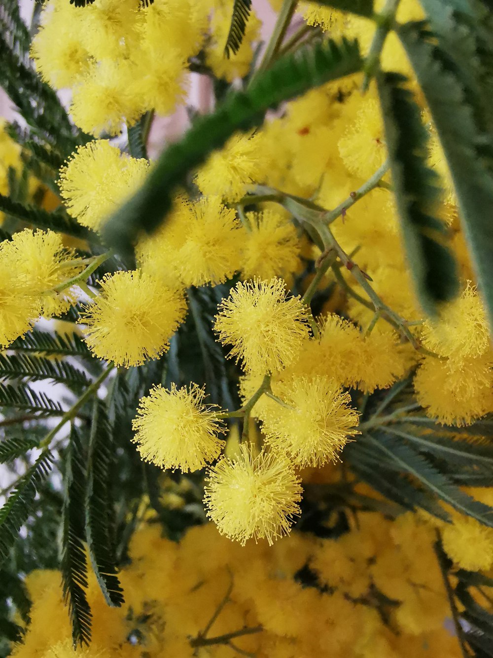 a bunch of yellow flowers on a tree