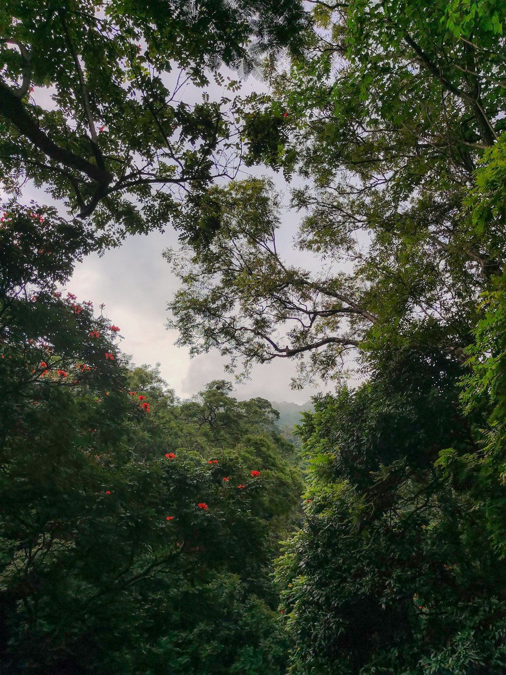 a lush green forest filled with lots of trees