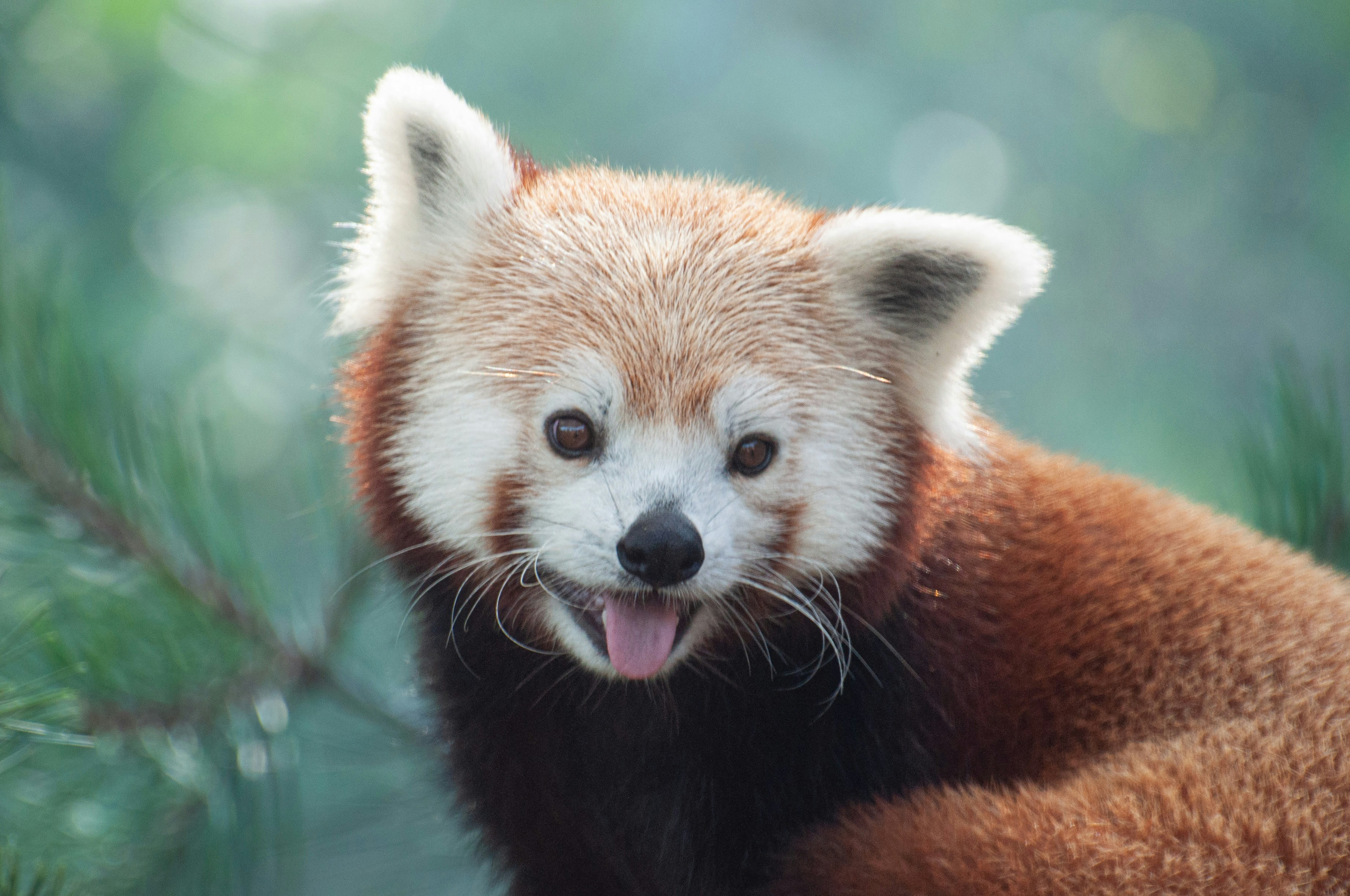 Nahaufnahme eines roten Pandabärs mit offenem Maul