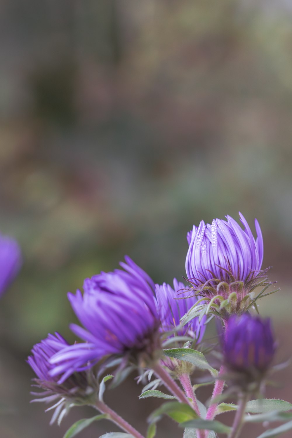 a close up of a purple flower with a blurry background