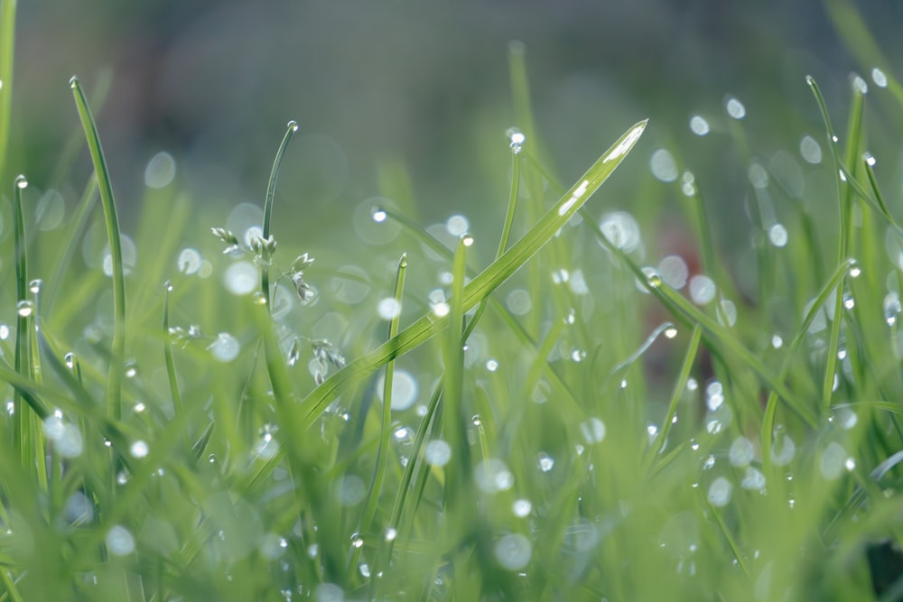 a close up of grass with water droplets on it