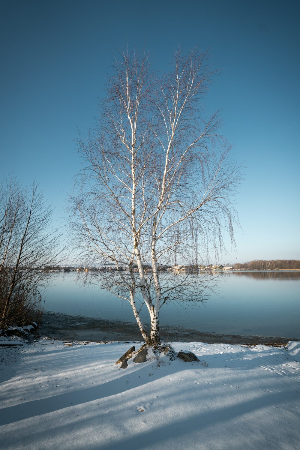 a lone tree stands in the snow near a lake