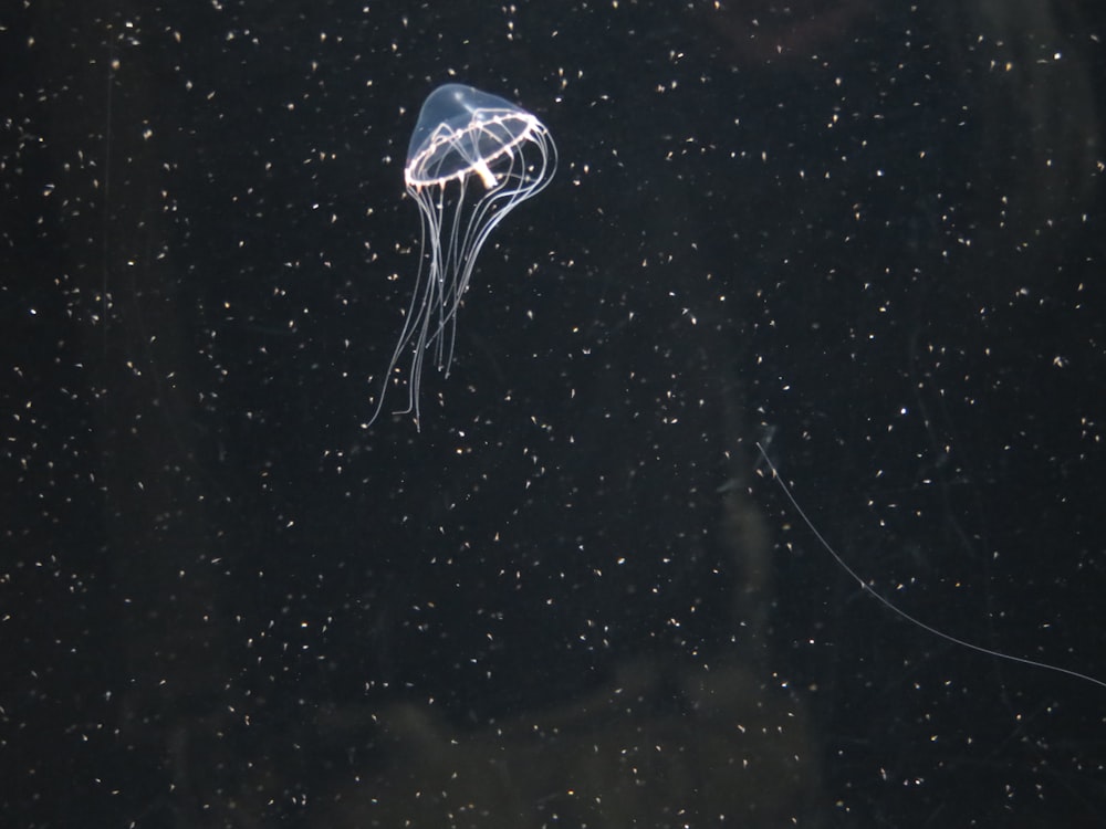 a jellyfish floating in the water at night