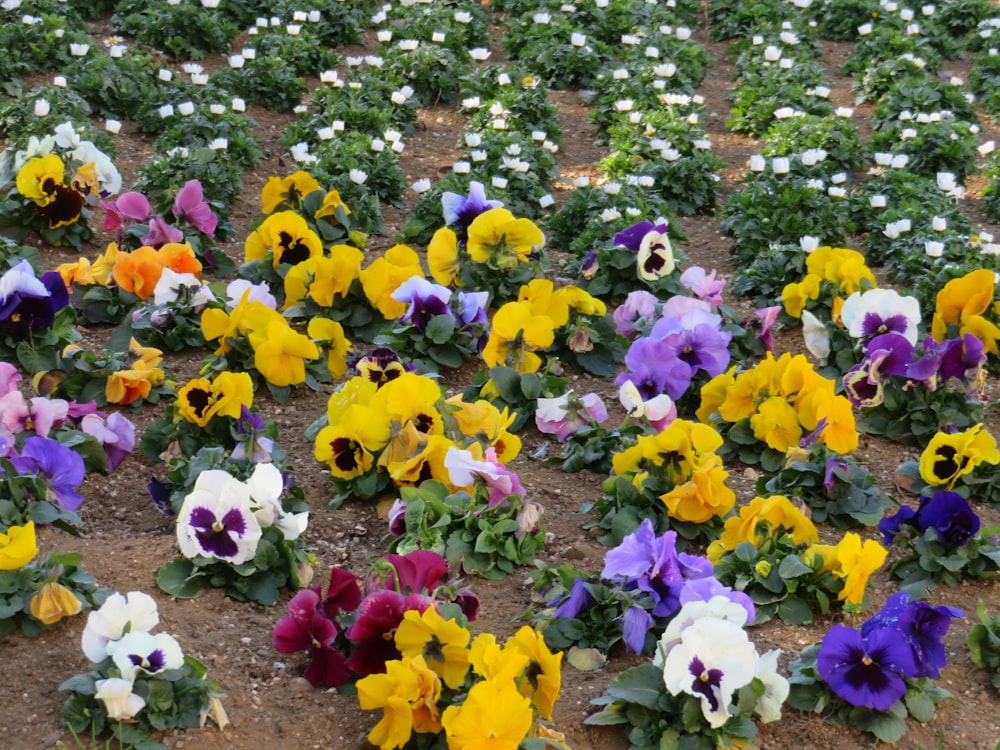 a field full of different colored pansies