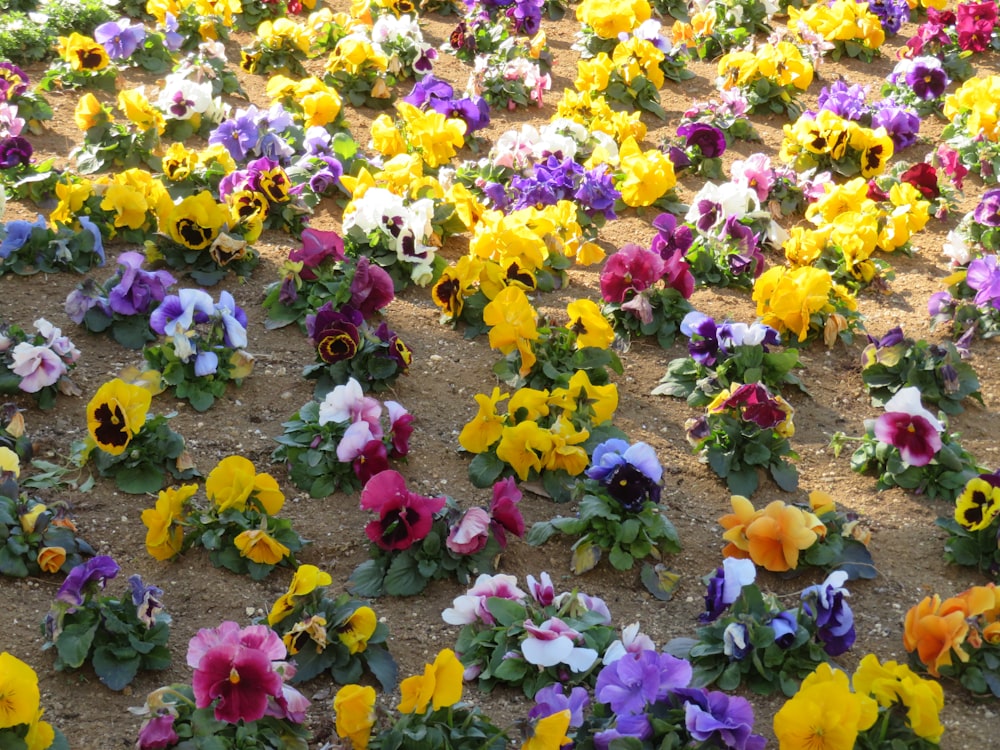 a bunch of flowers that are in the dirt