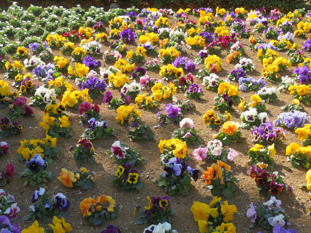 a field full of colorful flowers on the ground