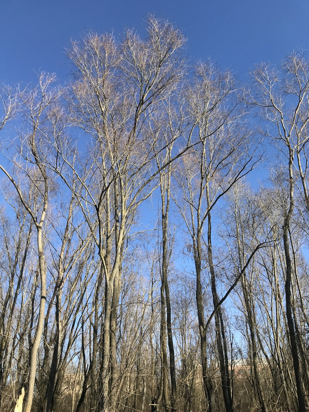 un groupe d’arbres sans feuilles