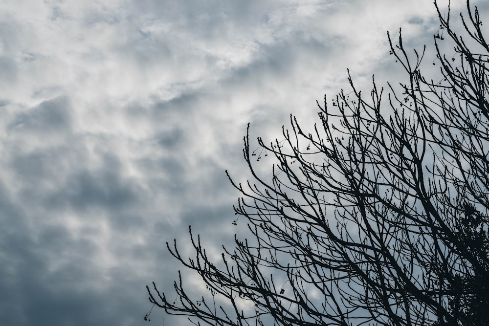 a tree with no leaves in front of a cloudy sky