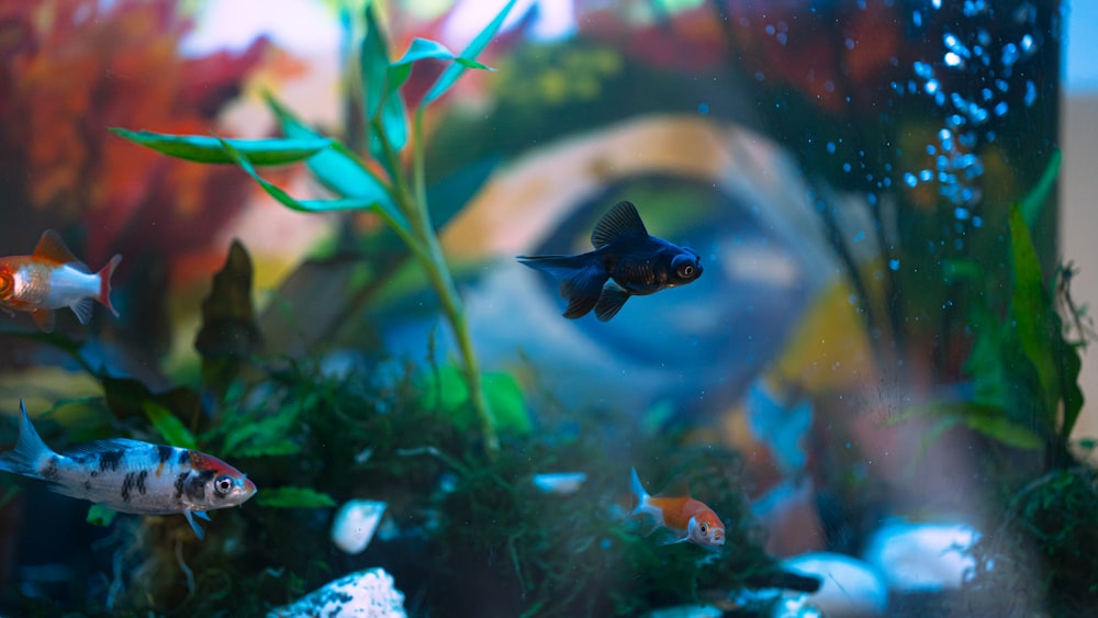 a group of fish swimming in an aquarium