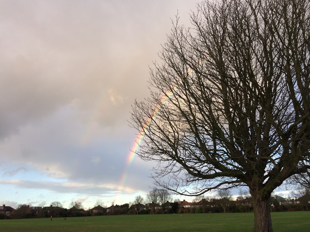 a tree with a rainbow in the background