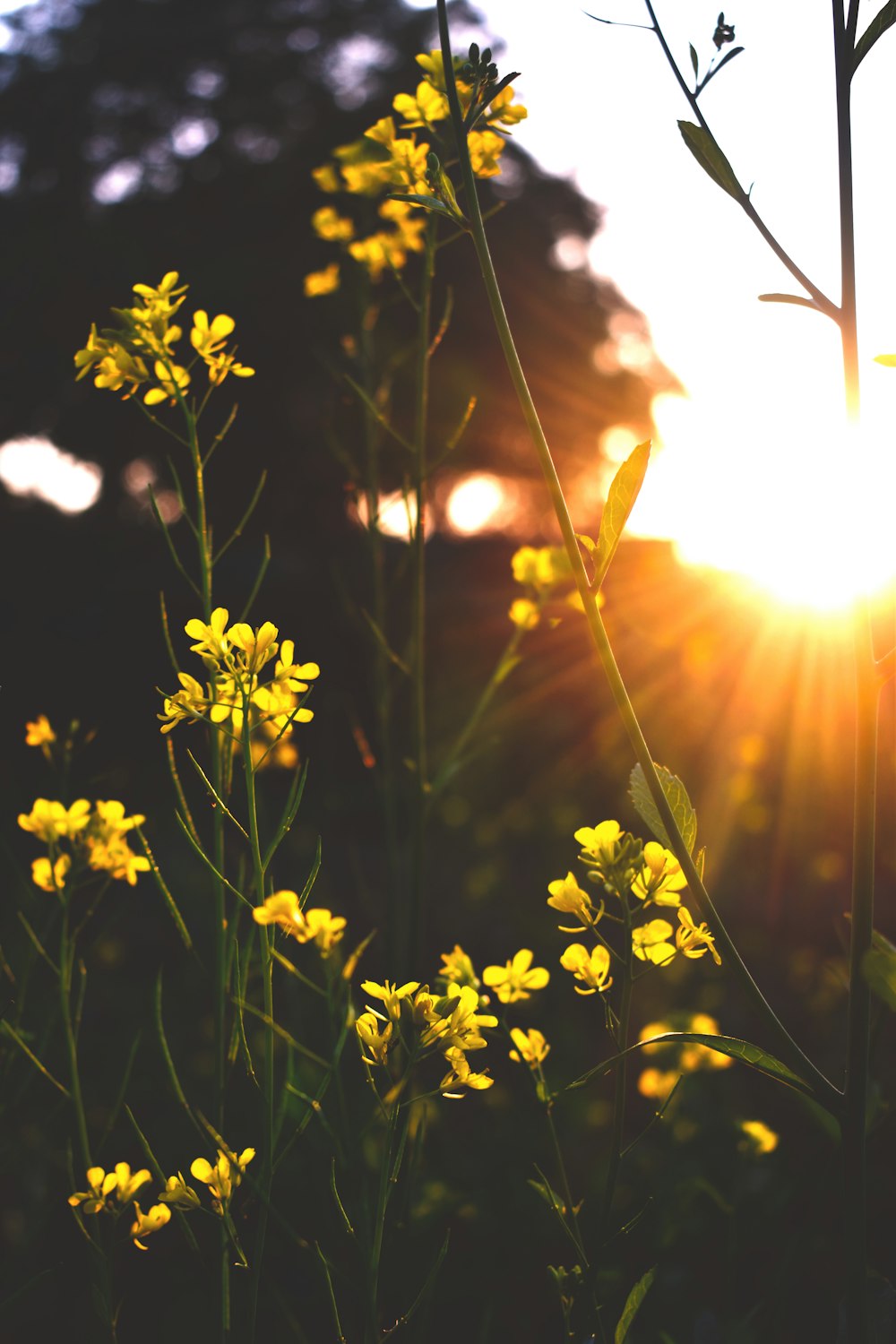 a field of yellow flowers with the sun in the background