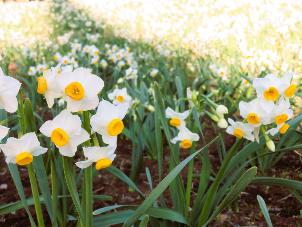 a group of white and yellow flowers in a field