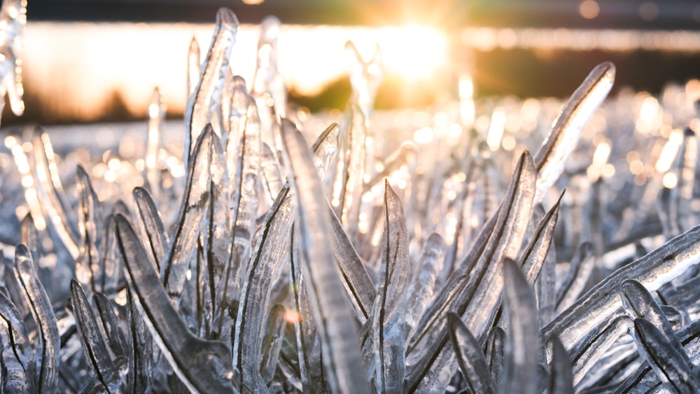 a field of frosted grass with the sun in the background