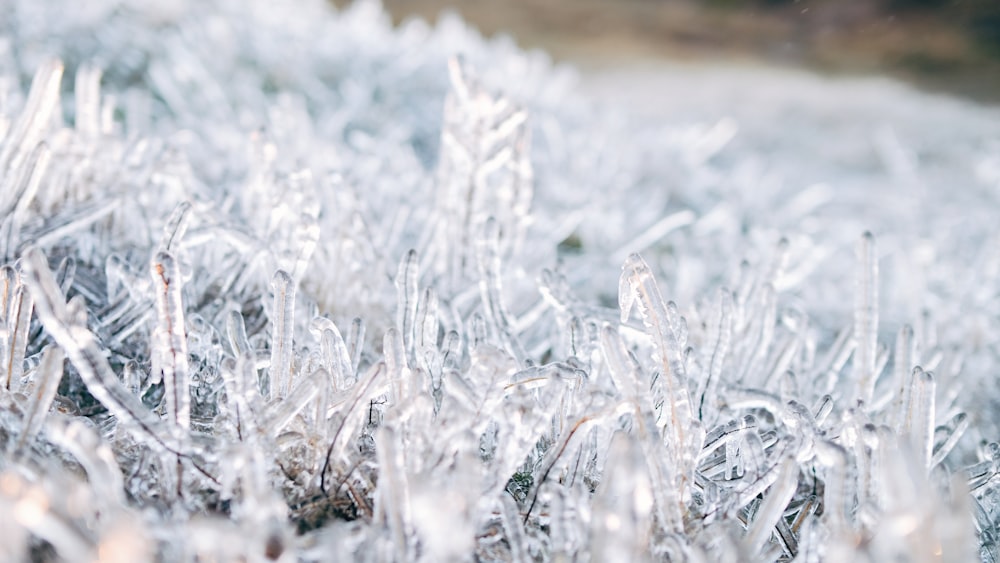 a close up of a field of grass covered in ice