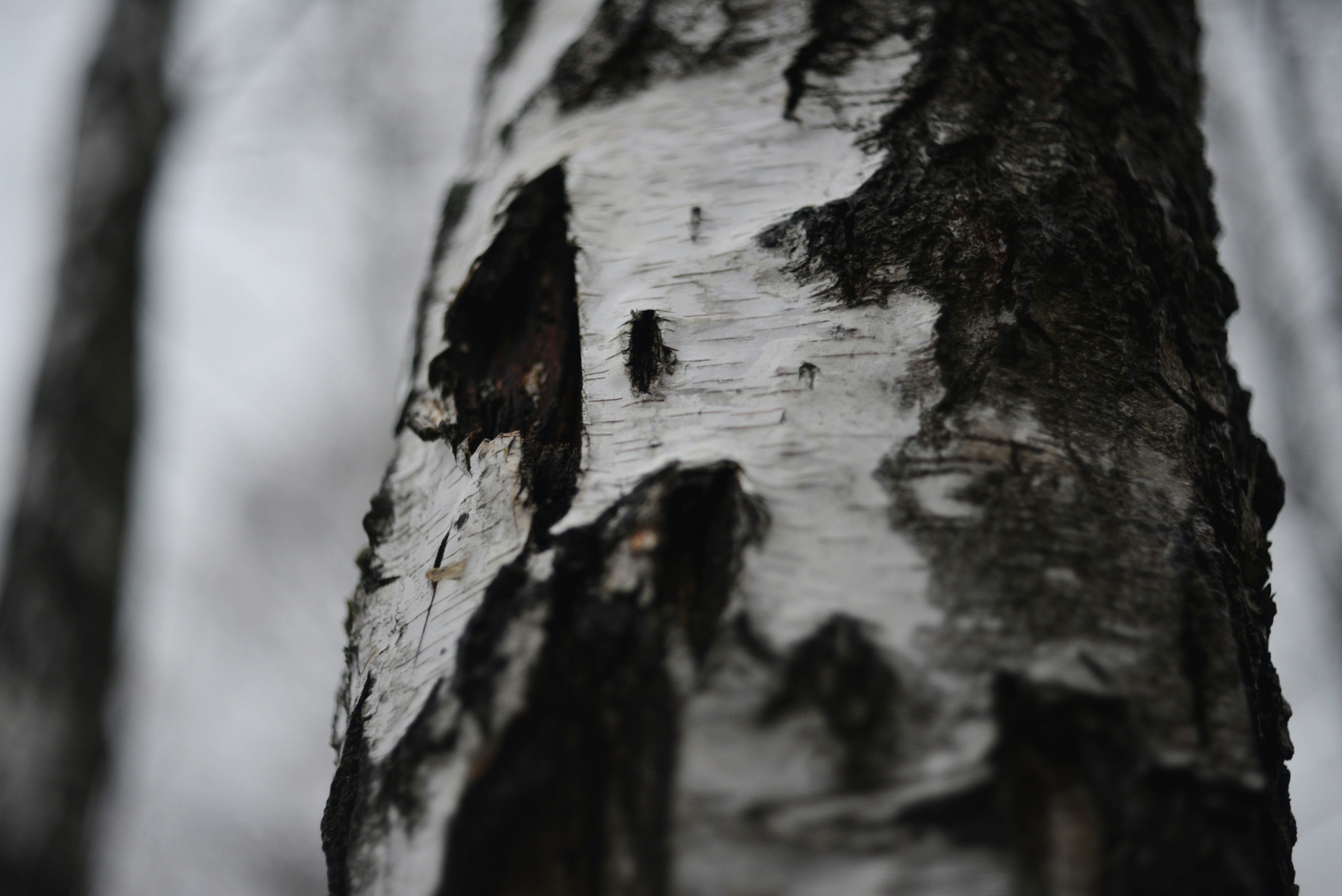 Photo by cherstve_pechivo