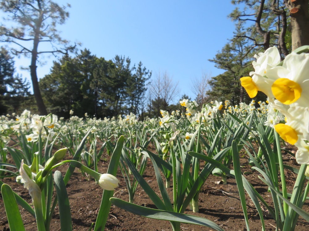 a field full of yellow and white flowers